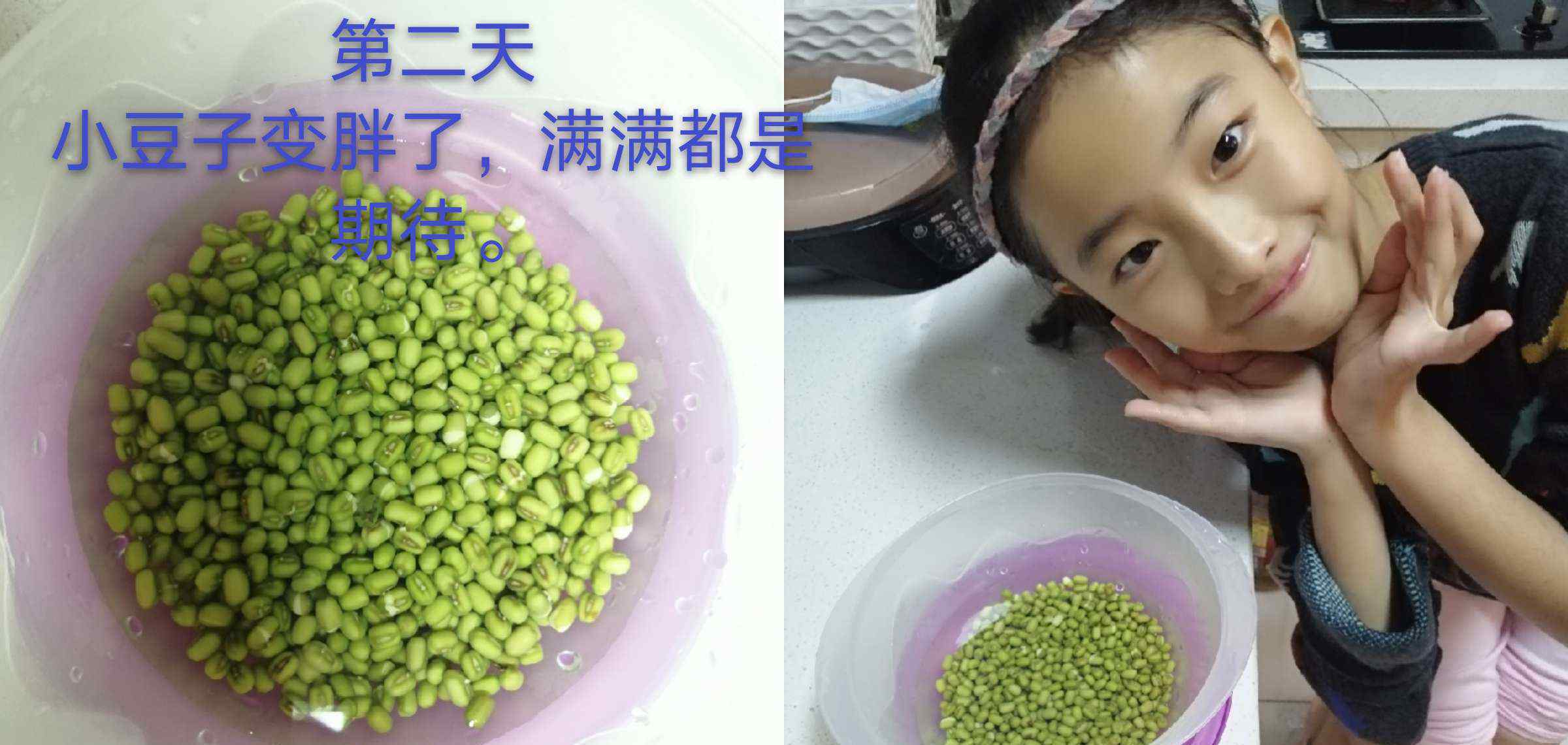 自制绿豆芽 《豆子变形记》--自制豆芽初体验