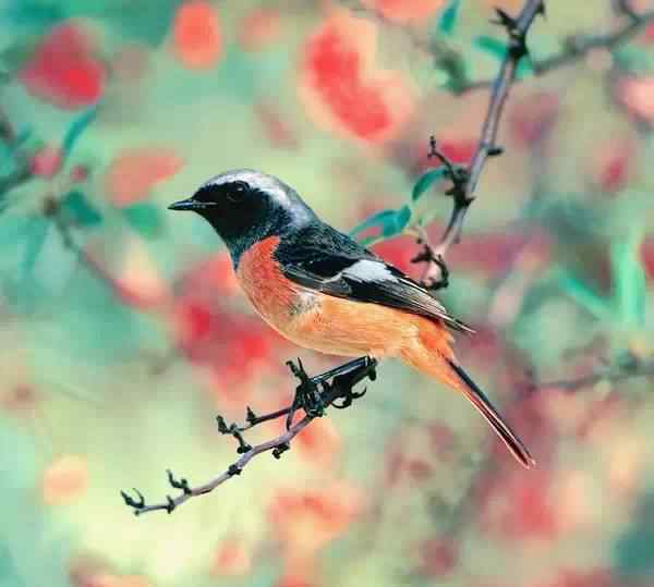 赤腹山雀 最美的秋天鸟语图，陶醉了！
