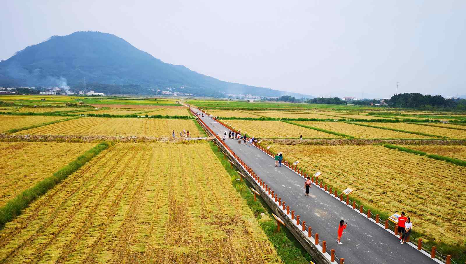 漳州水仙花 漳州水仙花海：金灿灿千亩稻田丰收了