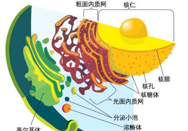 基因编辑婴儿 从救命神药到“基因编辑婴儿”，CRISPR为何成为争议的漩涡丨直击诺奖