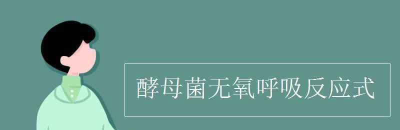 酵母菌无氧呼吸产物 酵母菌无氧呼吸反应式