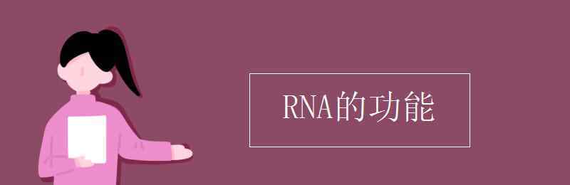 rna的功能 RNA的功能