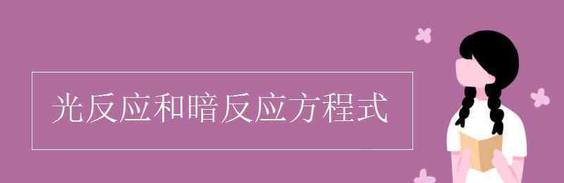 暗反应方程式 光反应和暗反应方程式