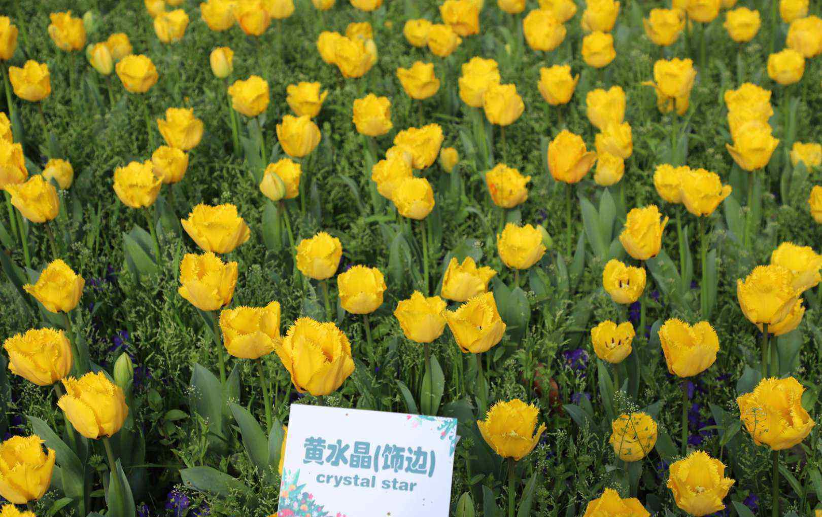 太子湾郁金香 2020年3月杭州太子湾公园郁金香花展