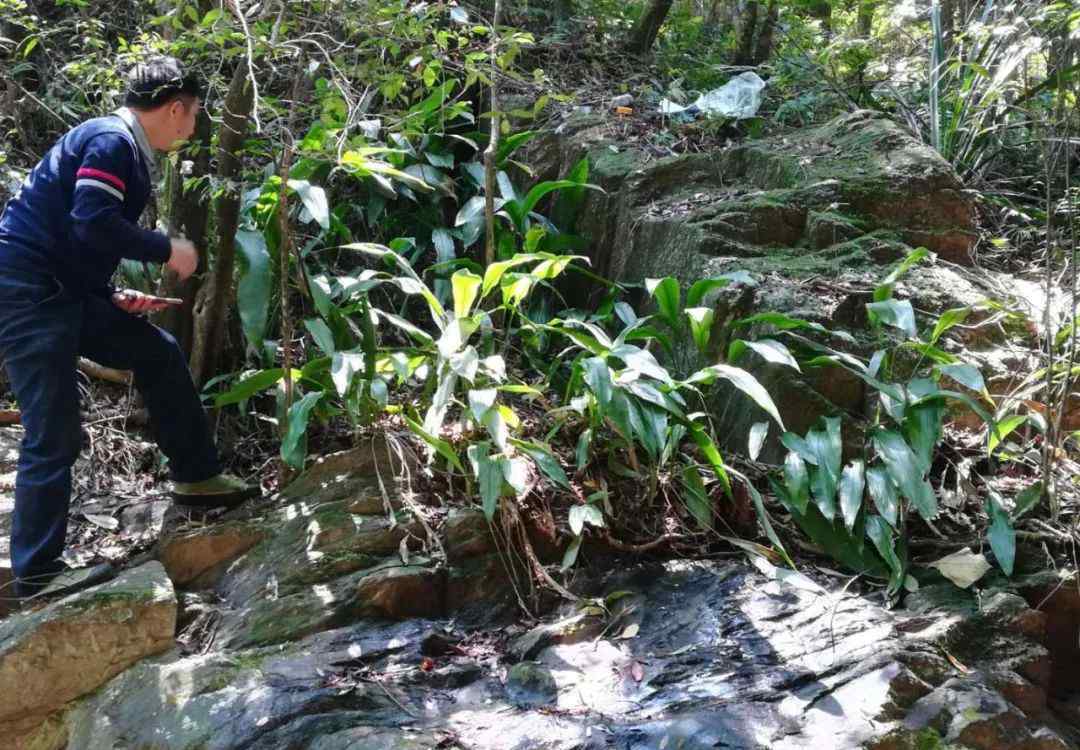 兰花蕉 茂名林洲顶保护区再现"灭绝"兰花蕉！专家呼吁开展抢救性保护