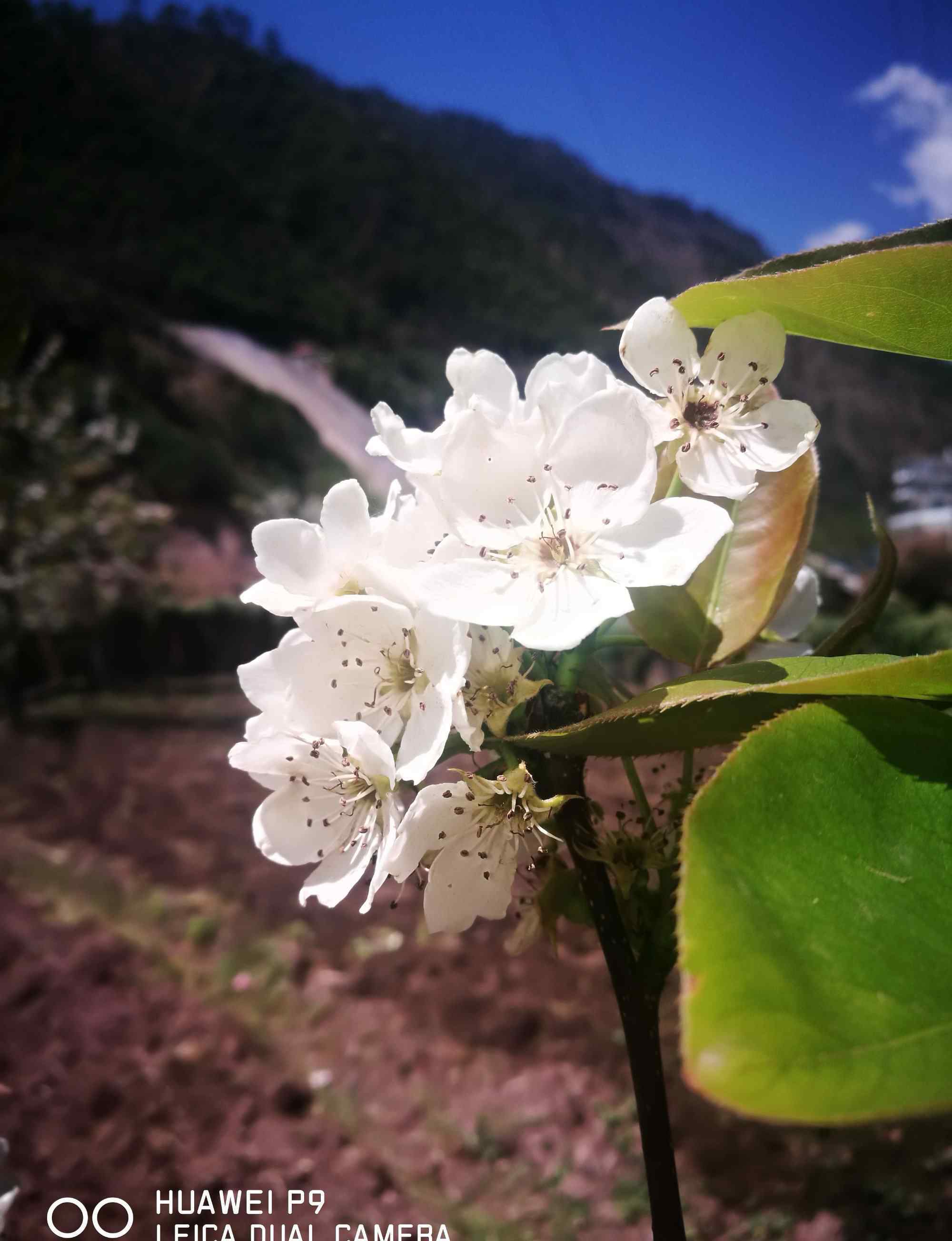 犷野 旷野         犷野