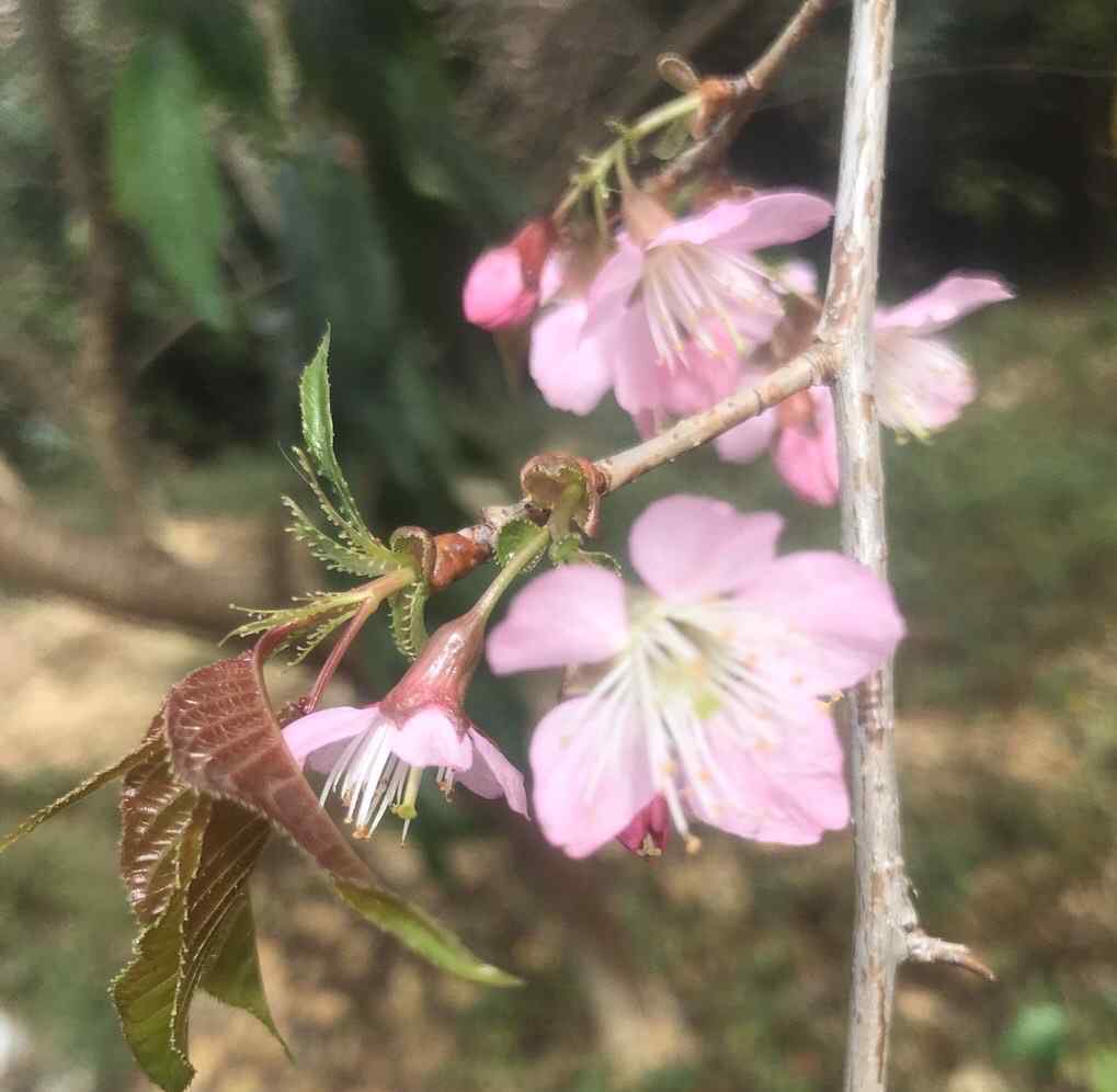 tp樱 樱花美樱果呢