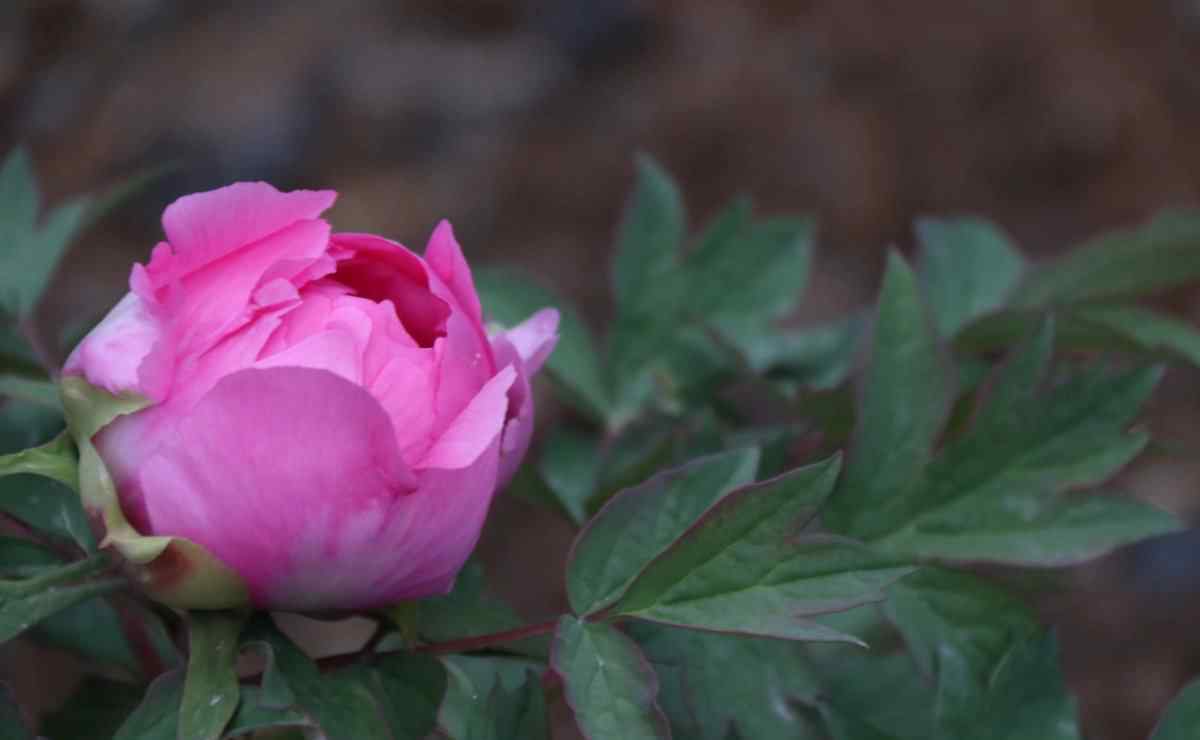 牡丹花的样子 如何从叶子形状来分辨牡丹花的颜色？: