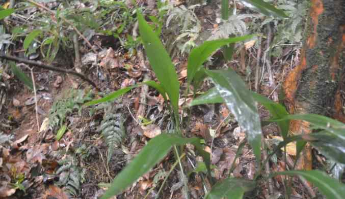 兰花蕉 茂名林洲顶保护区再现"灭绝"兰花蕉！专家呼吁开展抢救性保护