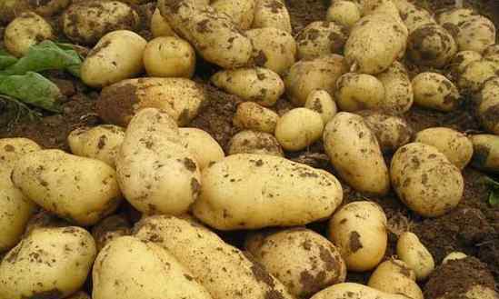 土豆发芽了可以吃吗 四川种出可生吃土豆，土豆发芽了能吃吗，土豆生吃会中毒吗？