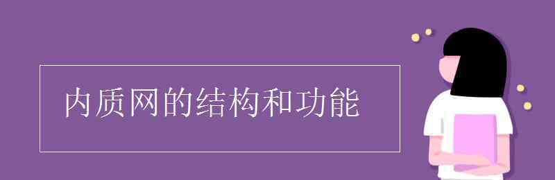 粗面内质网和滑面内质网的区别 内质网的结构和功能