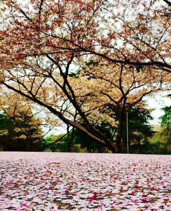 武大樱花图片 2020年的武汉大学樱花落樱美景