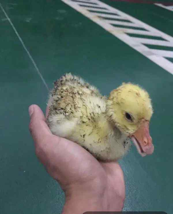 鸭子的命运 杭州养殖场凌晨大火，唯一幸存了一只小黄鸭！它的命运会如何