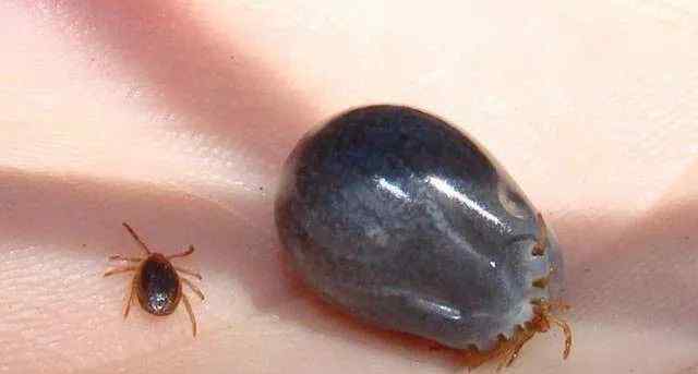 软蜱 济南监测发现“夺命虫”蜱虫高发，曾有人被咬后身亡