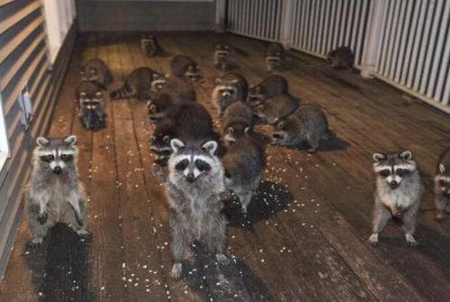 老爷爷投喂二十多只小浣熊 集体堵在门口讨食画面可爱极了真相是什么？