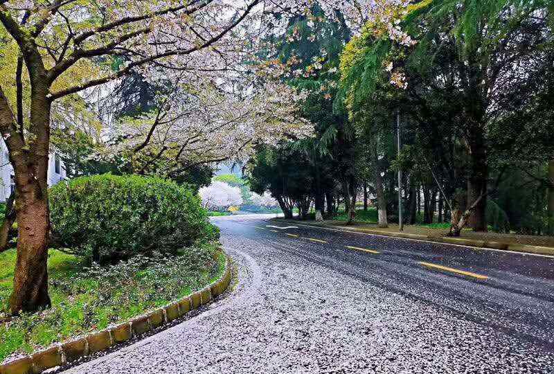 武大樱花图片 2020年的武汉大学樱花落樱美景