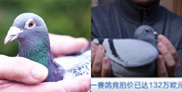世界最贵赛鸽被拍出1030万 具体是怎么一回事