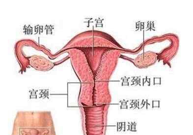 女人阴道口长小疙瘩是什么原因