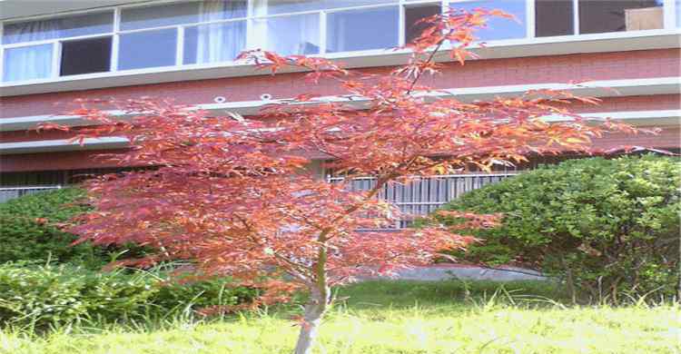 宿松中学 安徽省宿松中学