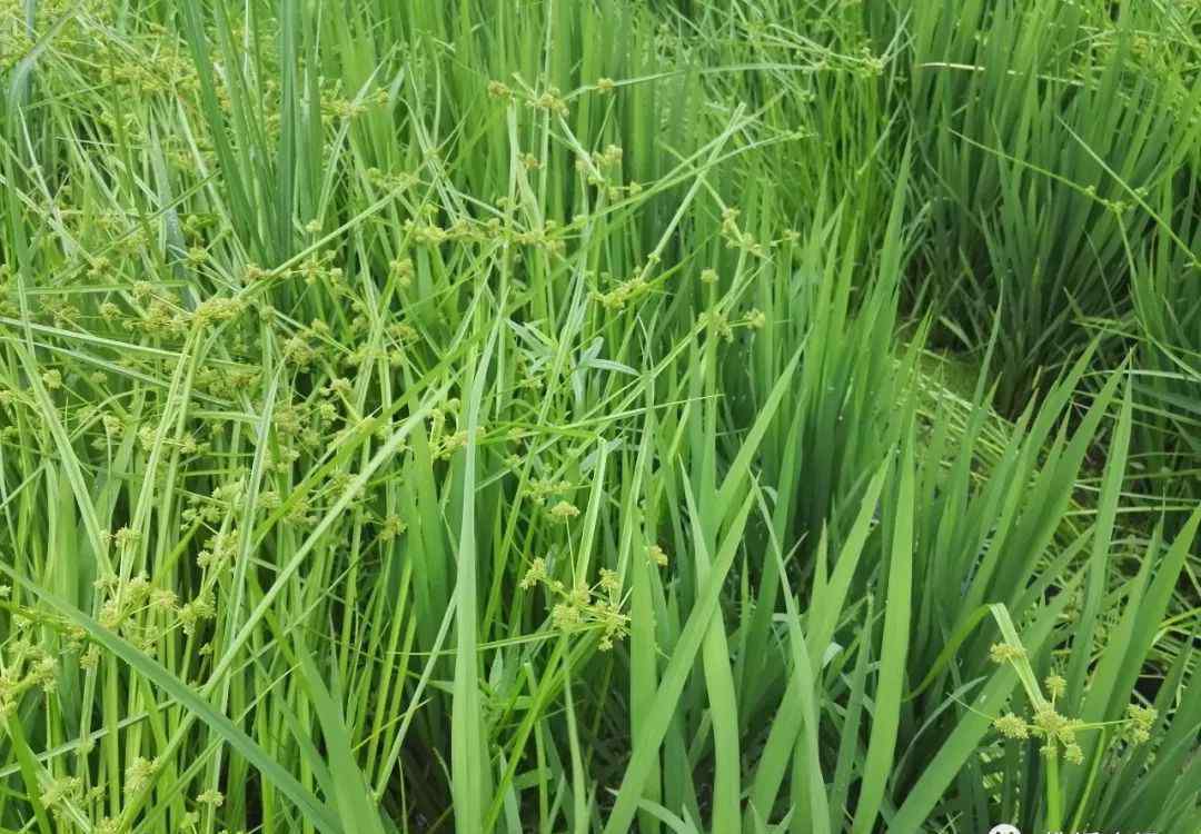 怎样操纵田里野草,变成有机化学稻谷种植的核心技术