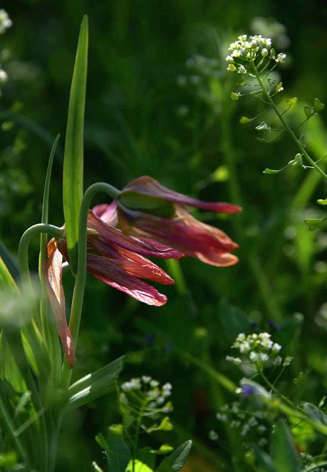 伊贝母 贝母花