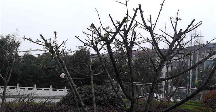 横陂中学 五华县横陂中学