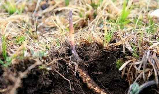 冬虫夏草怎么种植 人工种植冬虫夏草与天然的区别，冬虫夏草可以人工种植吗