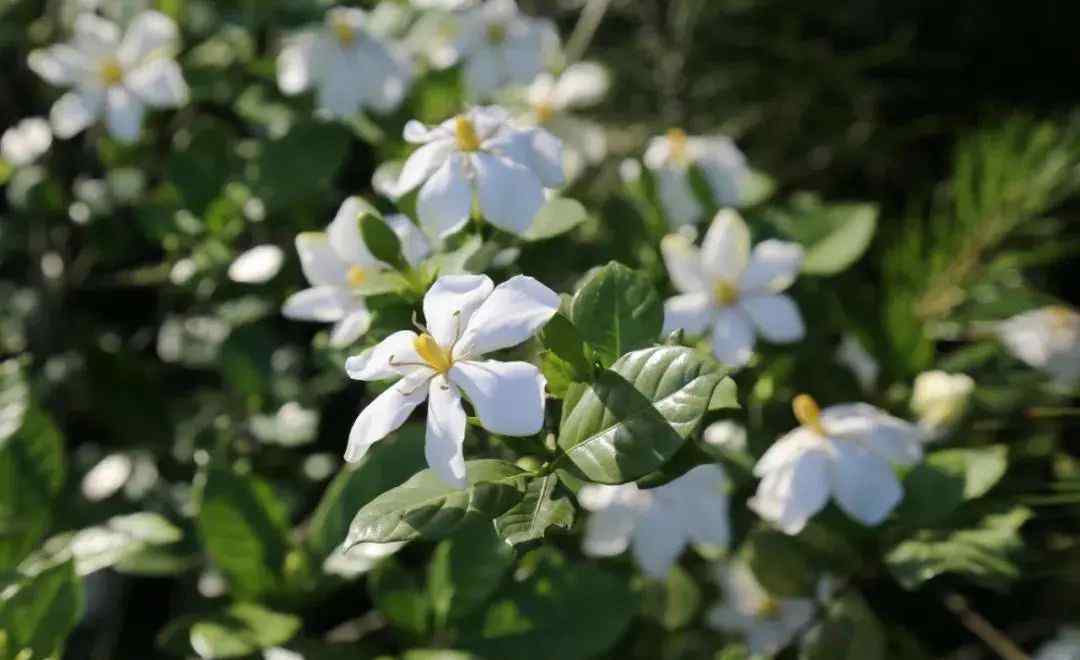 栀子花开的季节 【诗意文成】等你来 在这栀子花开的季节