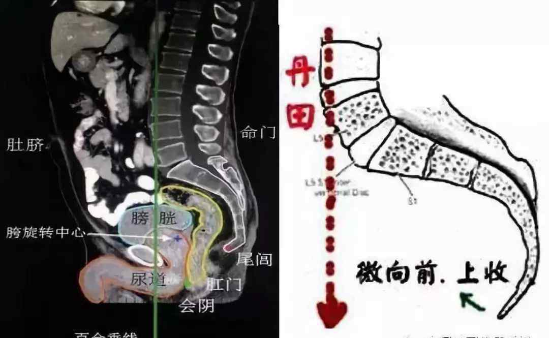 尾骨的精确部位照片【详解点窍】