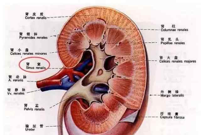 肾窦人体脂肪过多症占位性病变效用危害肾脏功能搜集系统软件