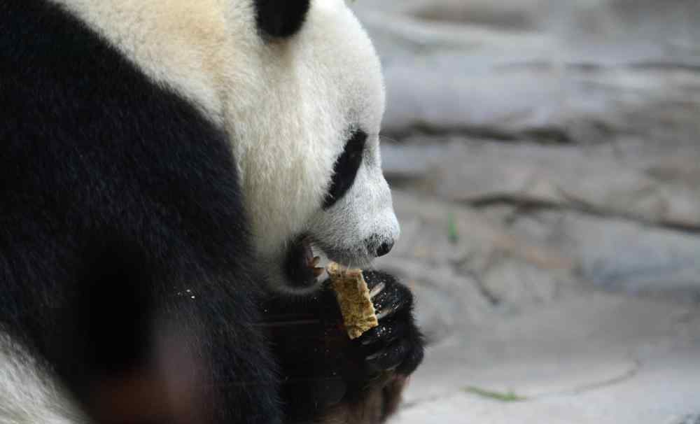 全世界唯一大熊猫三胞胎亲姐姐“萌萌哒”繁殖成功