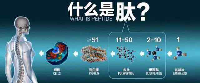 肽科学研究迅猛发展肽危害着植物体内很多关键的生理学、生物化