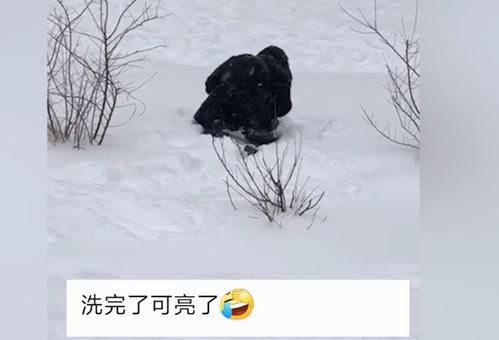 东北大妈用雪洗貂皮大衣真相是什么？