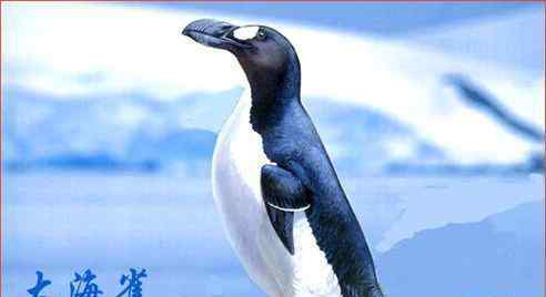 大海雀不容易飞,他们像小企鹅一样在水中畅游打鱼