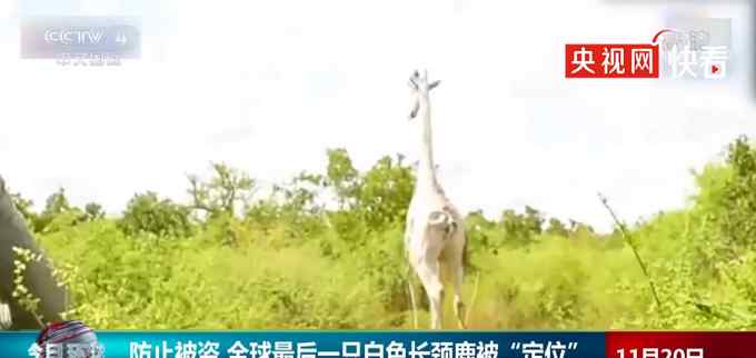 防止被盗 全球最后一只白色长颈鹿被“定位” 网友：它看起来好孤单啊