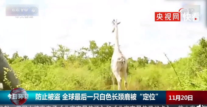 防止被盗 全球最后一只白色长颈鹿被“定位” 网友：它看起来好孤单啊