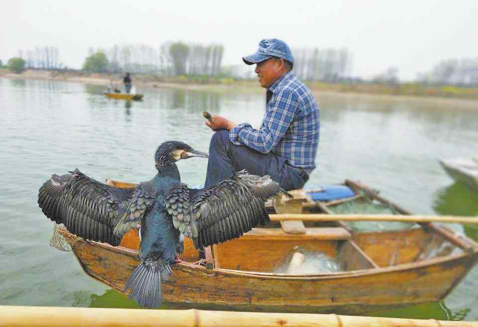 渔夫贾同欣三兄弟仍然持续着农耕时代这类牧鹰打鱼的历史悠久传统