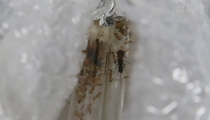 密恐慎入！郑州海关从进境邮件中截获600多只活蚂蚁 网友直呼可怕
