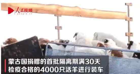 蒙古国赠送的羊什么时候来 【终于来了】首批4000只蒙古国捐赠羊今日交付 何时上餐桌？