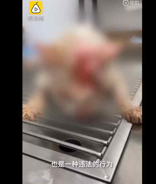 以恶制恶 以恶制恶也是一种恶！虐猫男子老家不断收到花圈寿衣