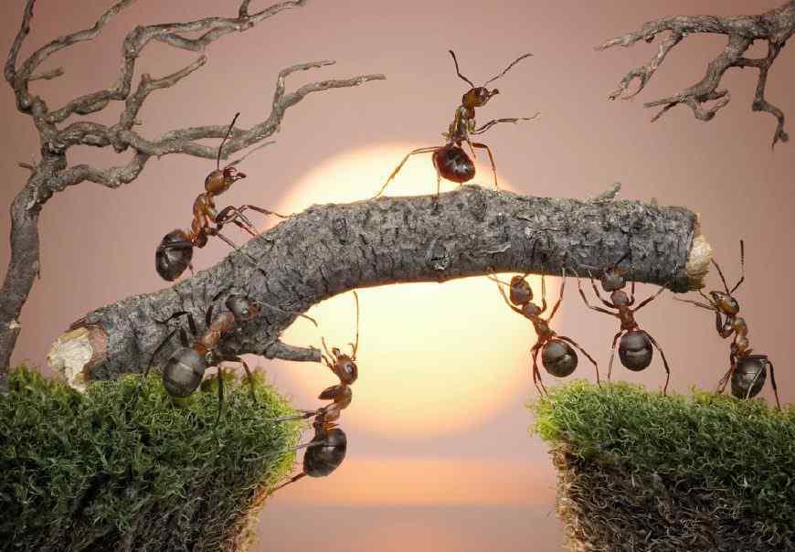 小蚂蚁是二维生物吗?