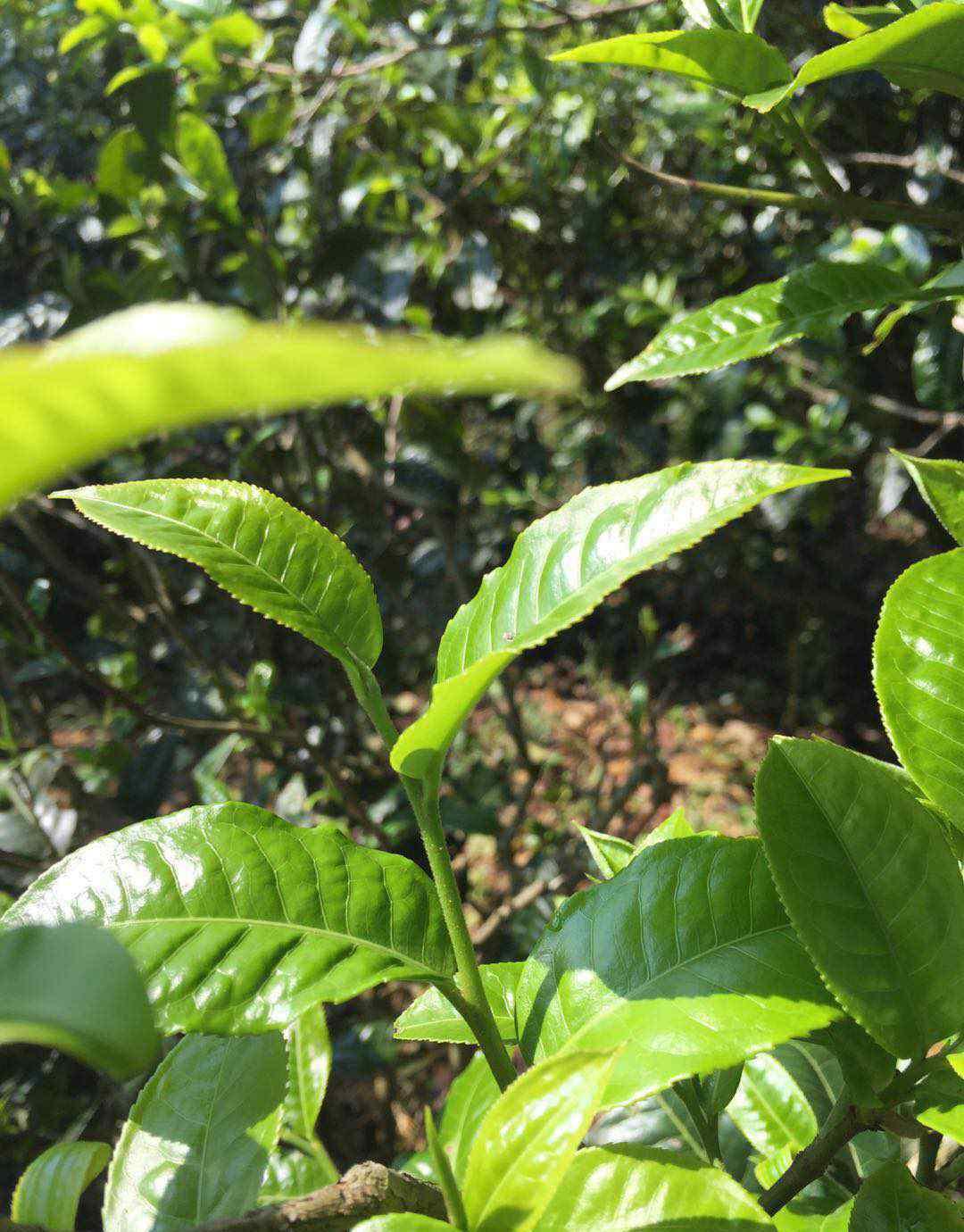 普洱熟茶确实能够减肥吗?文章配图
