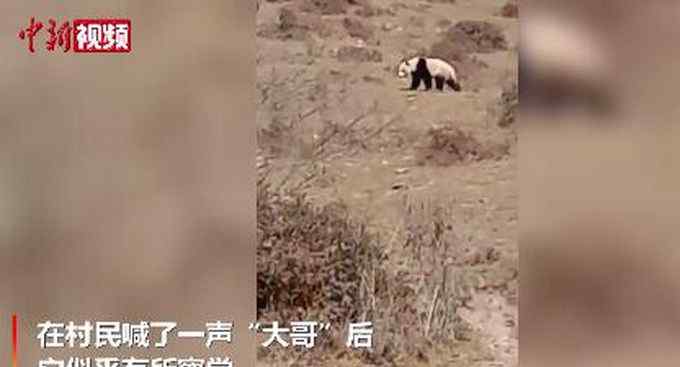 四川村民偶遇野生大熊猫兴奋不已 脱口而出：大哥！