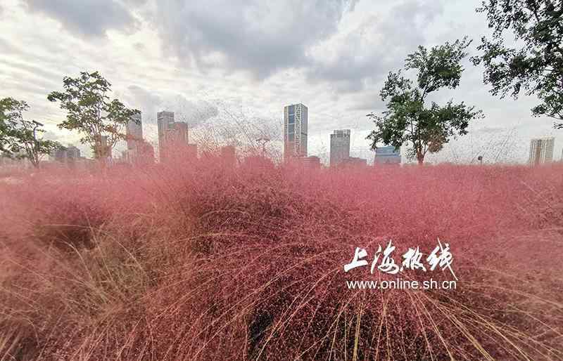 粉黛草 美炸了！上海滨江的粉色之美 黄浦江边现大片粉黛乱子草引市民拍照