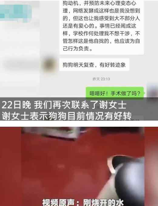 虐狗事件 准研究生虐狗事件狗主人发声是怎么回事?什么情况?终于真相了,原来是这样!