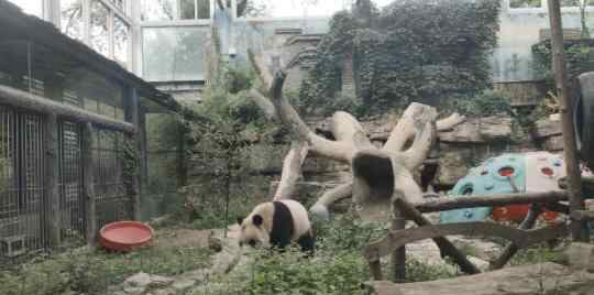 红熊猫 北京动物园回应网红熊猫秃头说了什么？具体是怎么回事？