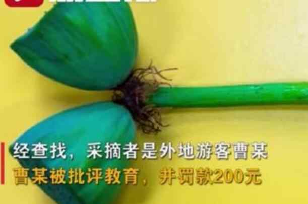 并蒂莲图片 南京玄武湖并蒂莲被游客摘下 并蒂莲什么样子？图片曝光