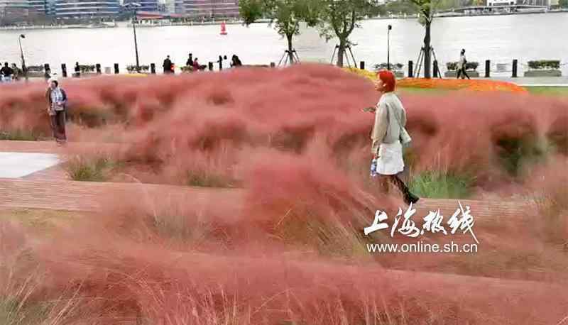 粉黛草 美炸了！上海滨江的粉色之美 黄浦江边现大片粉黛乱子草引市民拍照