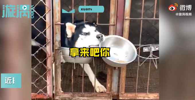 二哈隔笼连盆抢走金毛狗粮 操作很娴熟！网友：智商全用在干饭上了