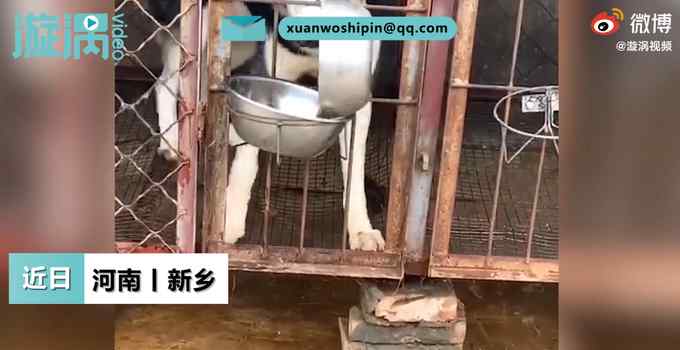 二哈隔笼连盆抢走金毛狗粮 操作很娴熟！网友：智商全用在干饭上了